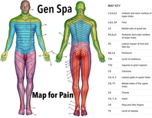What Is A Dermatome Chart