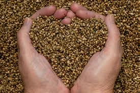 Hemp Seeds